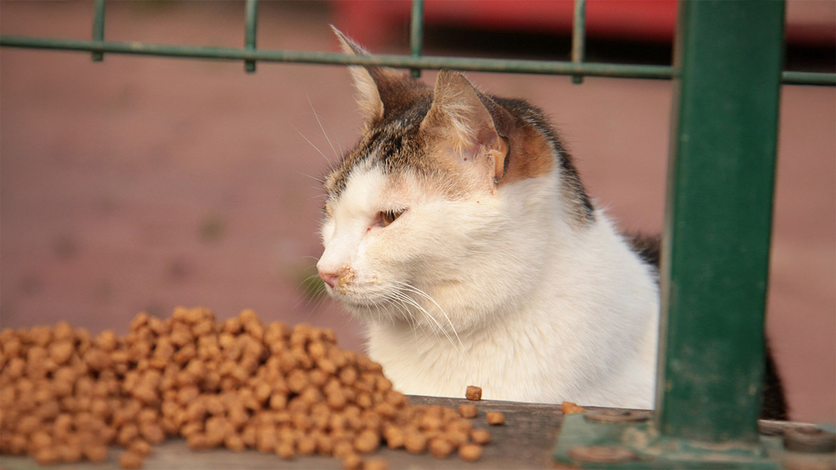 bir-kedi-kac-yasina-kadar-buyumektedir.jpg