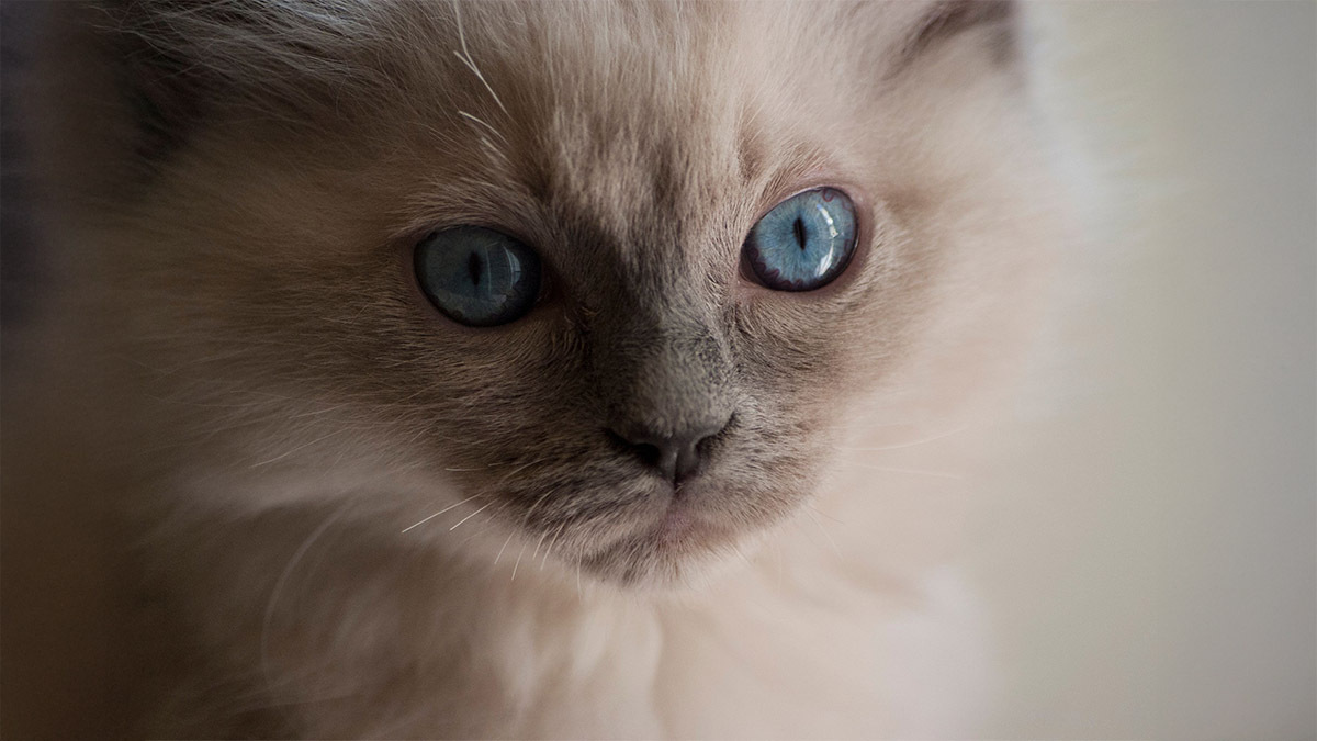 birman-kedileri.jpg