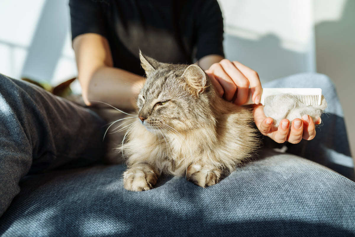 tüyleri taranan kedi