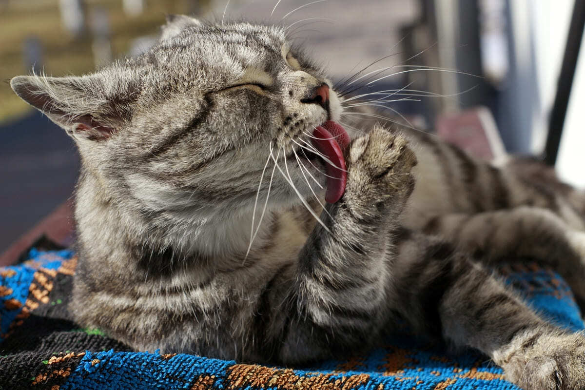 kendini temizleyen tekir kedi