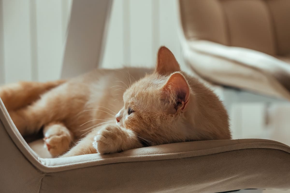 uyuklayan kedi