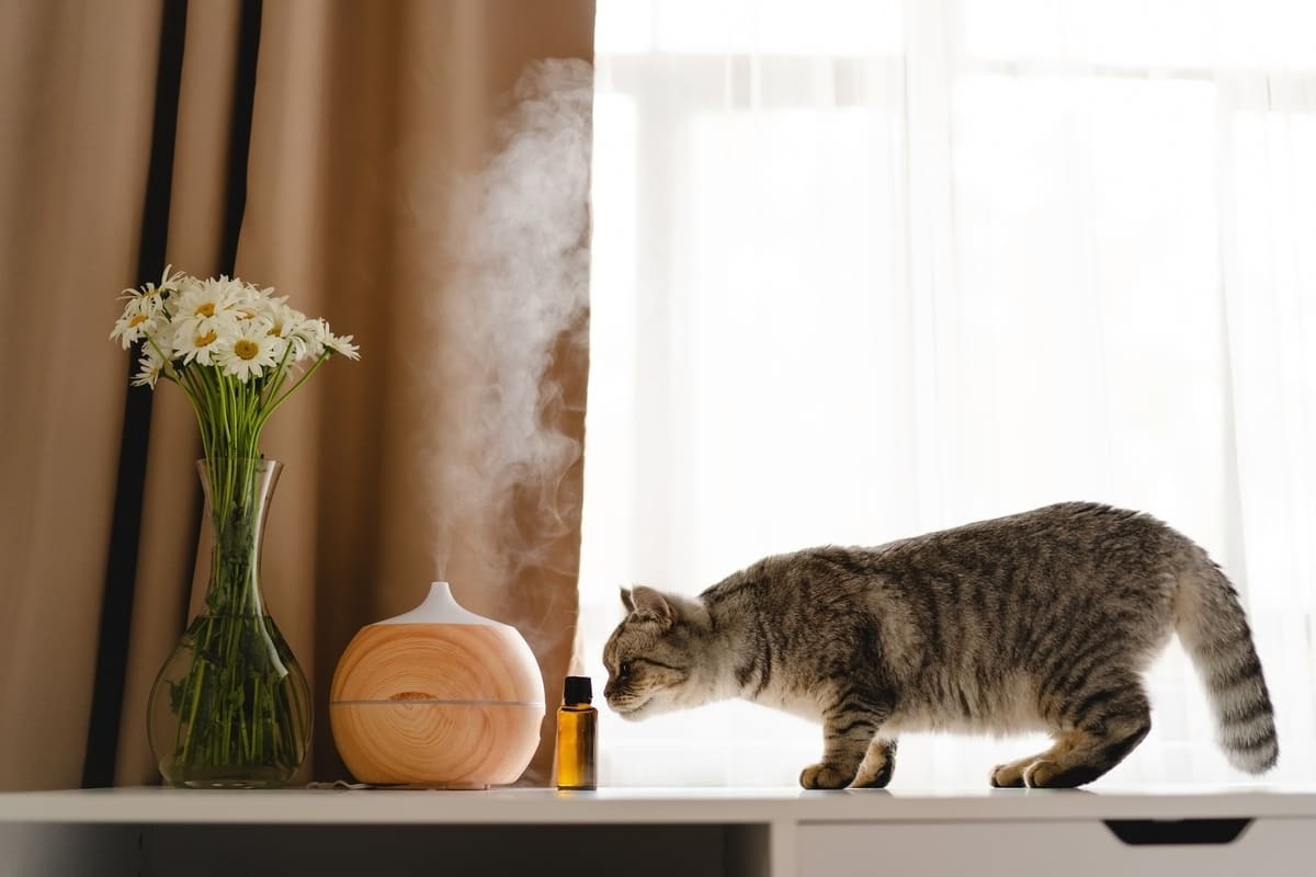 hava difüzörünü koklayan kedi