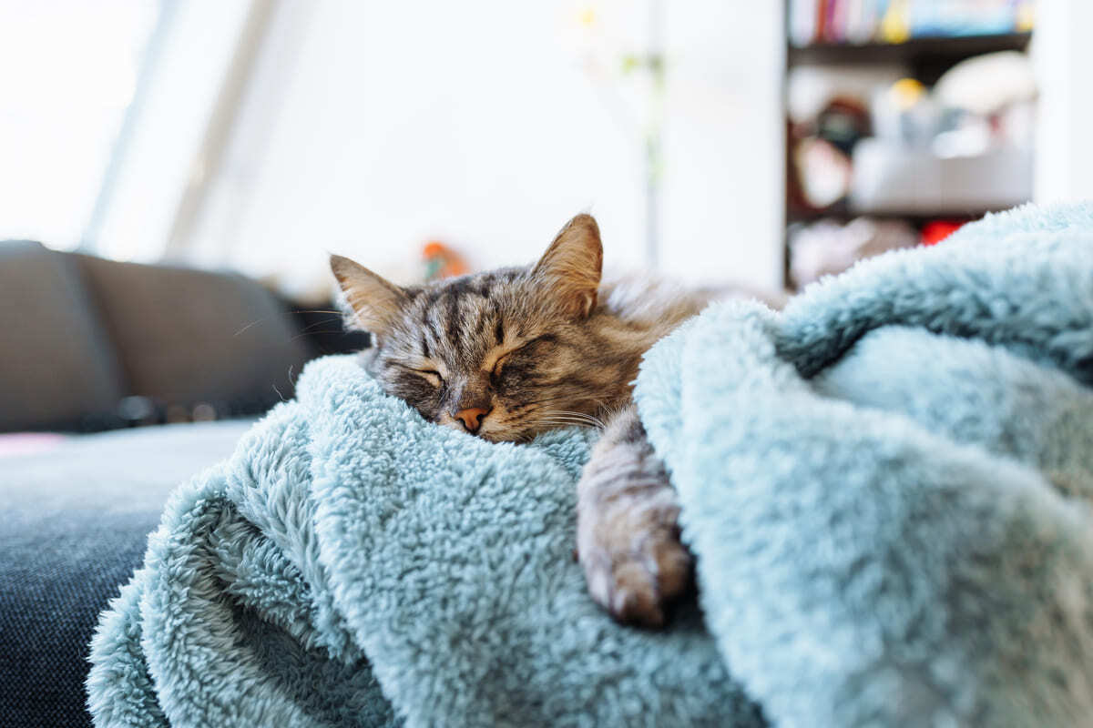 battaniyeye sarılıp uyuyan kedi