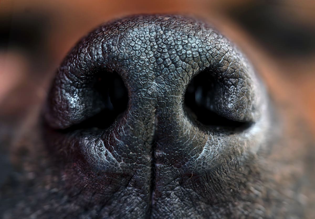 köpek burnu