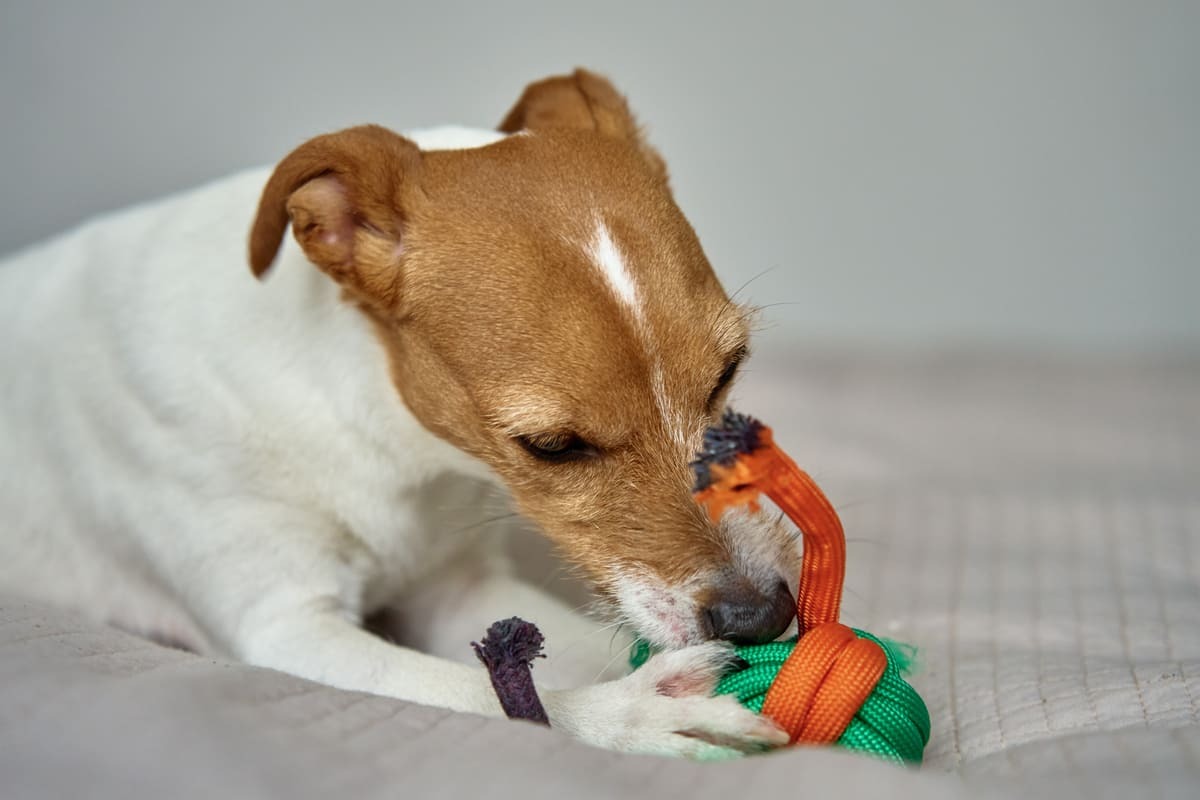 oyuncağını parçalamaya çalışan köpek