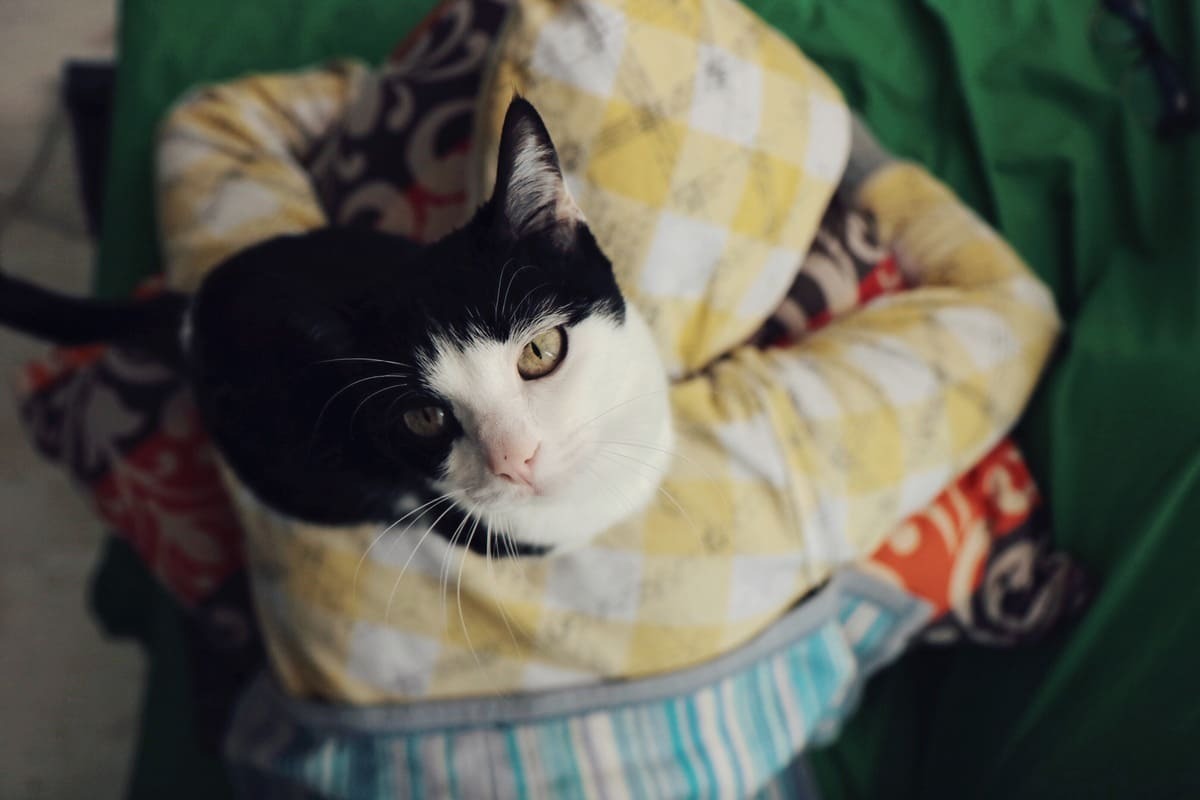 evindeki yatağında yukarı doğru bakan kedi