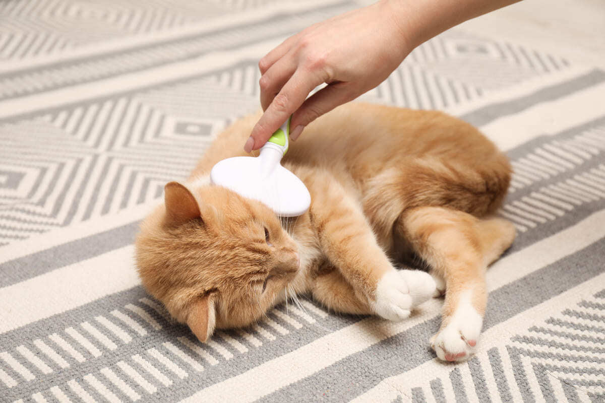 tüyleri taranan kedi
