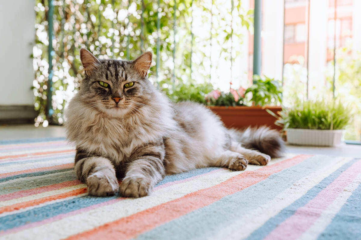 uzun tüylü kedi
