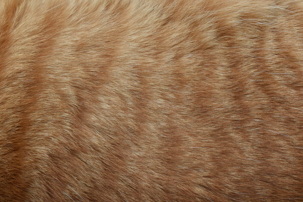 kedi tüyü yakından çekim