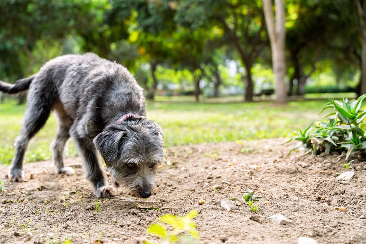 dışarıda yerde bir şeyler arayan köpek