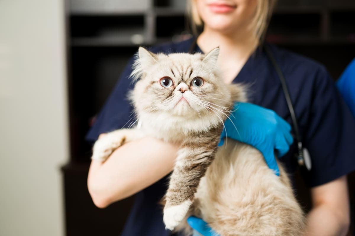veteriner hekim kucağında duran kedi