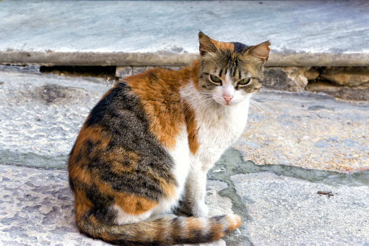 dışarıda yaşayan kedi
