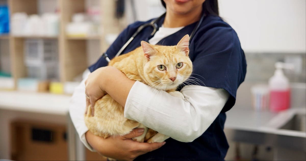 veteriner hekimin kucağında duran kedi