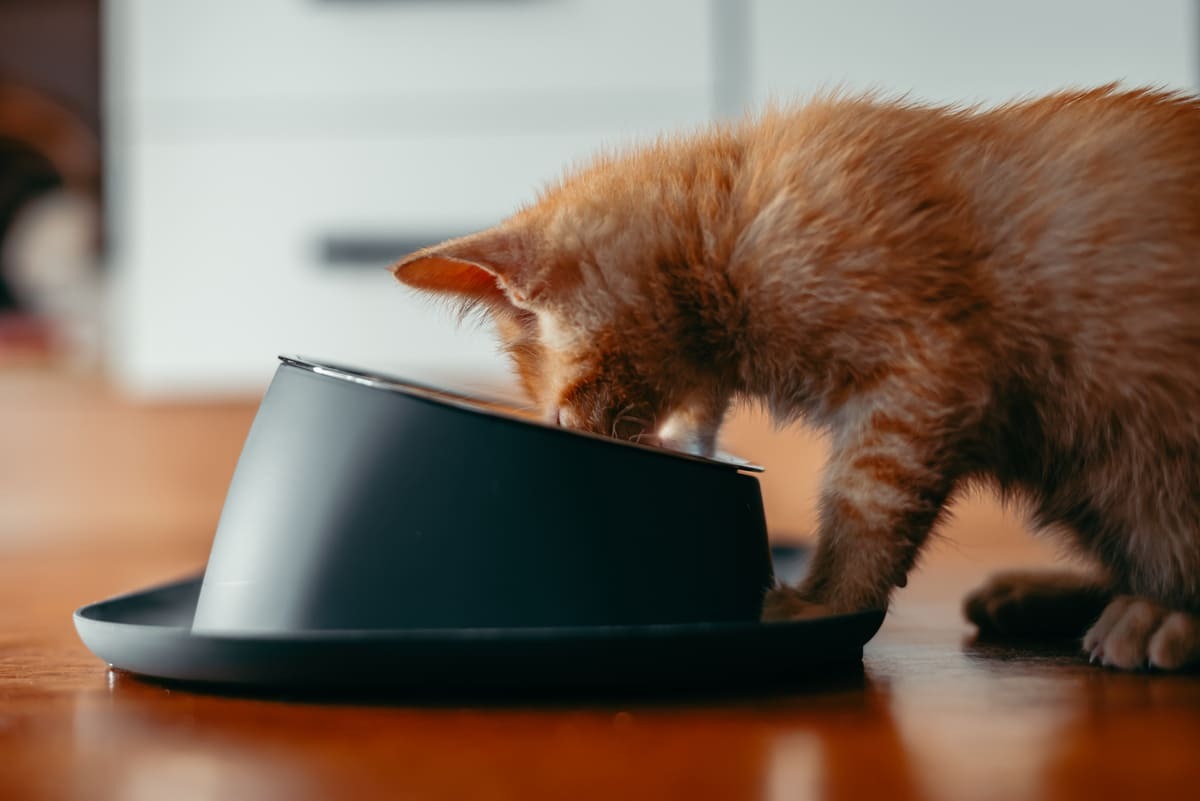 iştahla mama yiyen kedi