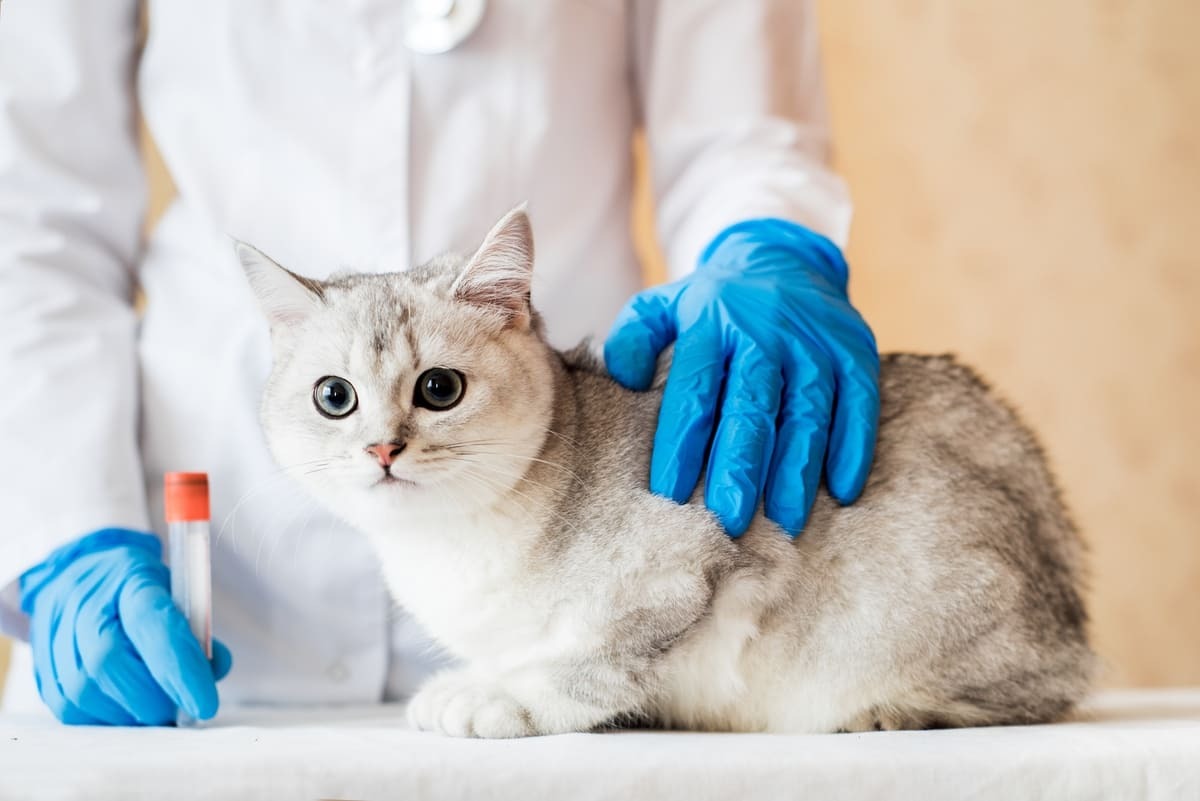 veteriner hekim tarafından muayene edilen kedi