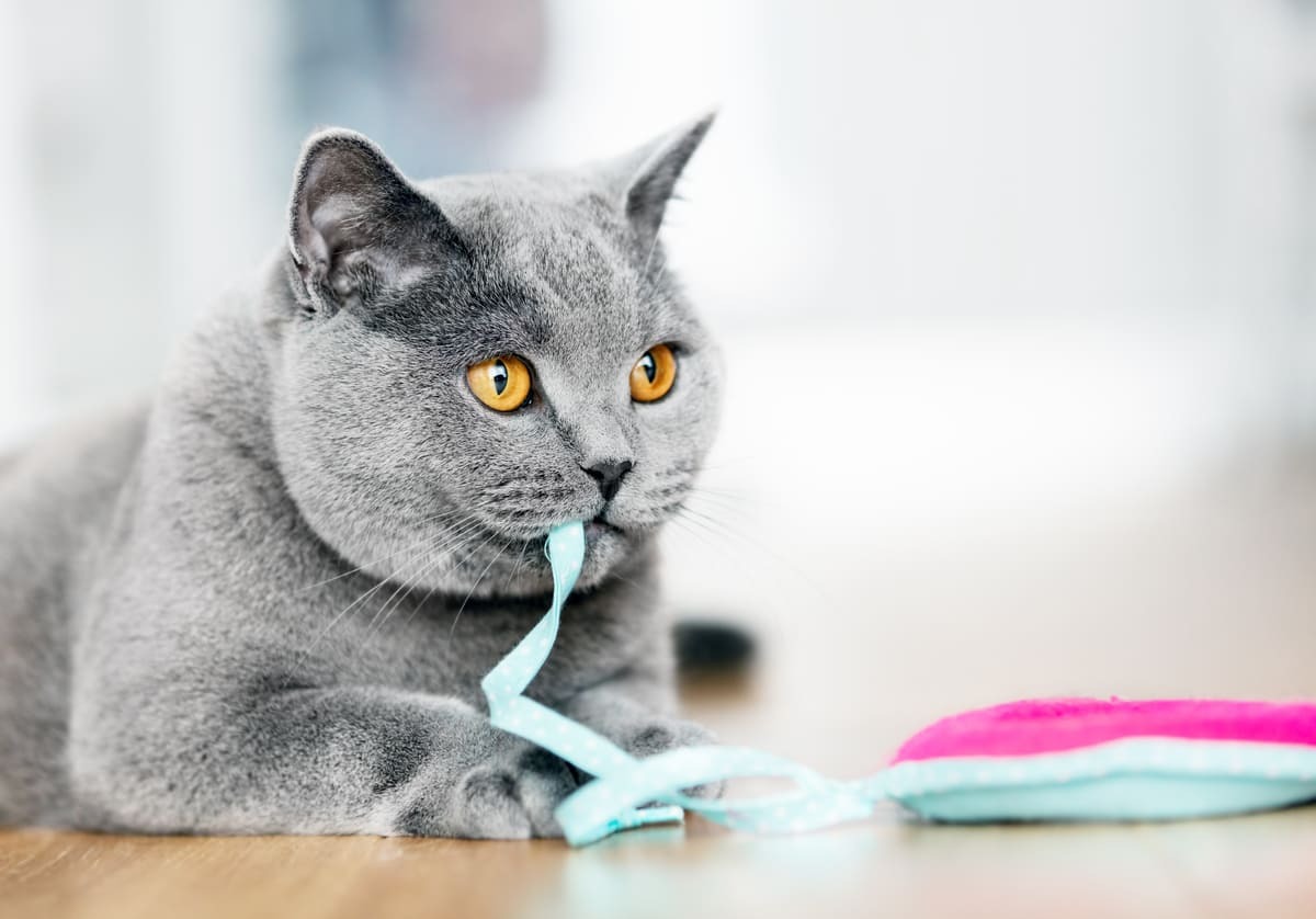 yabancı cisim yemek üzere olan kedi