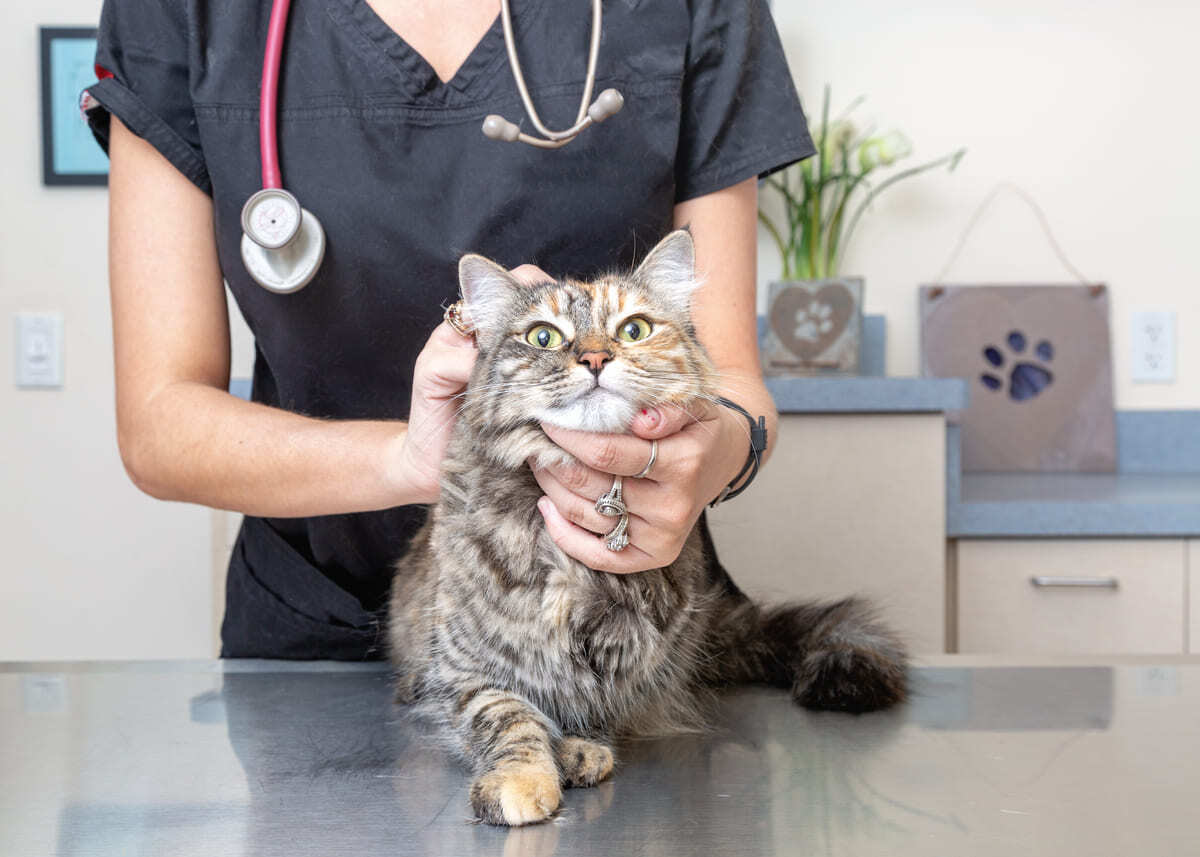 veteriner hekimin tuttuğu tekir kedi