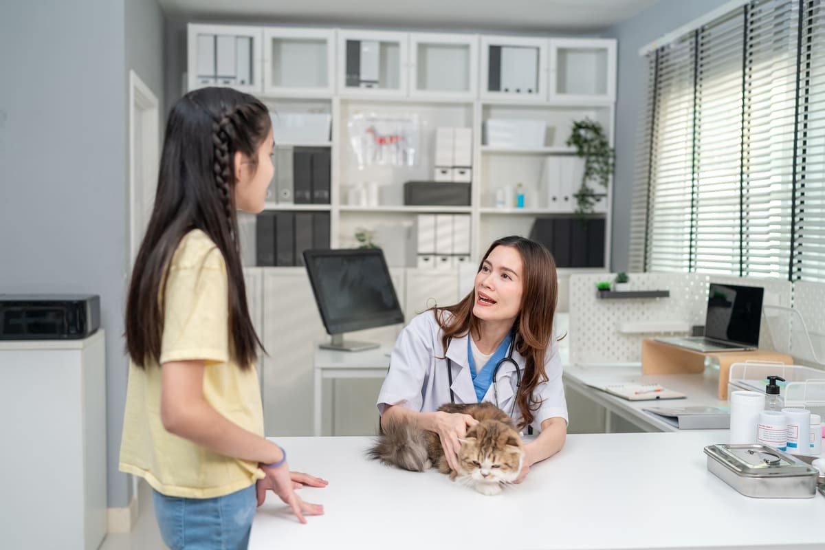 veteriner hekim kliniğinde masada duran kedi