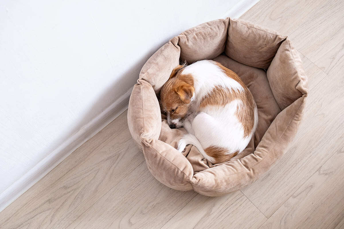 kıvrılarak uyuyan köpek