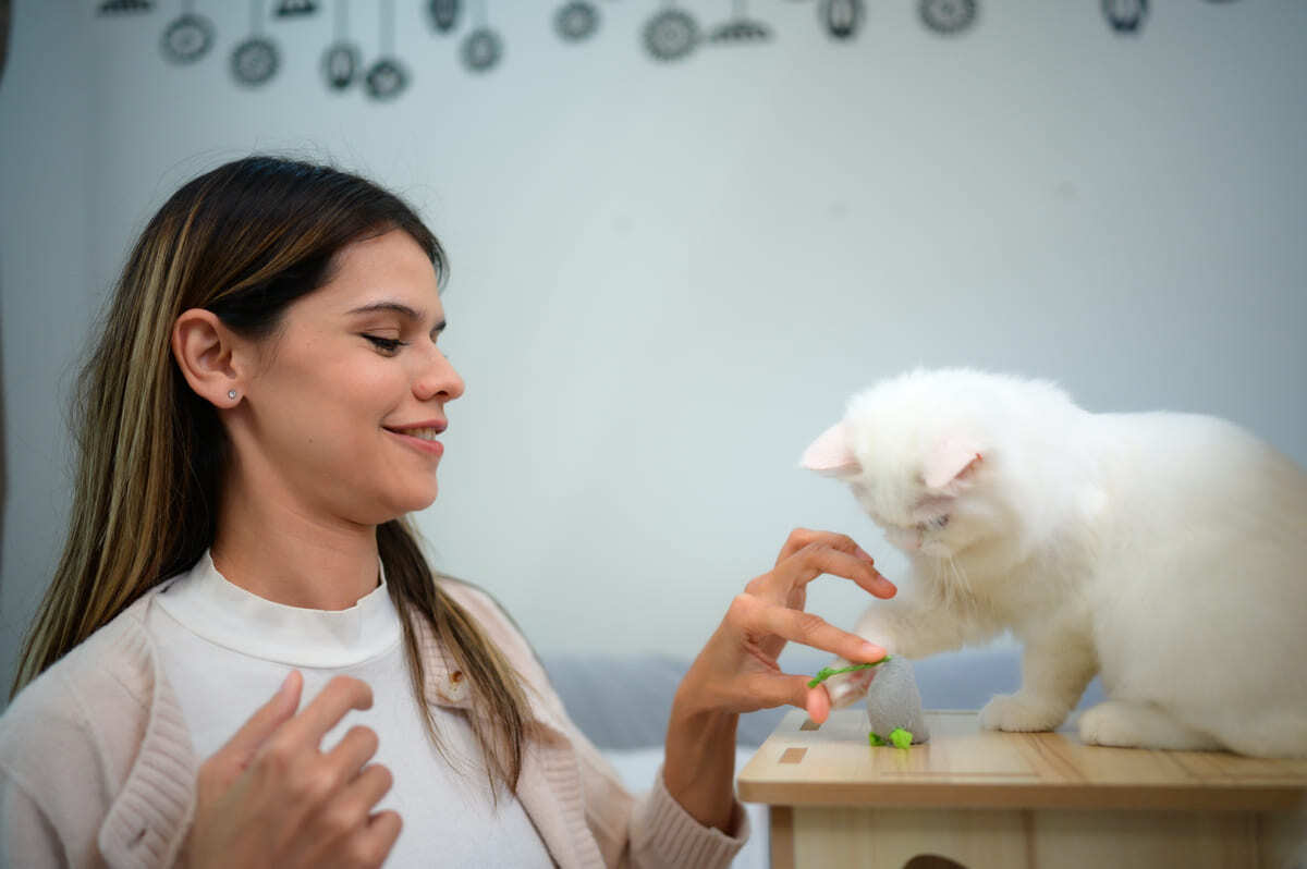 sahibiyle oyun oynayan beyaz tüylü kedi