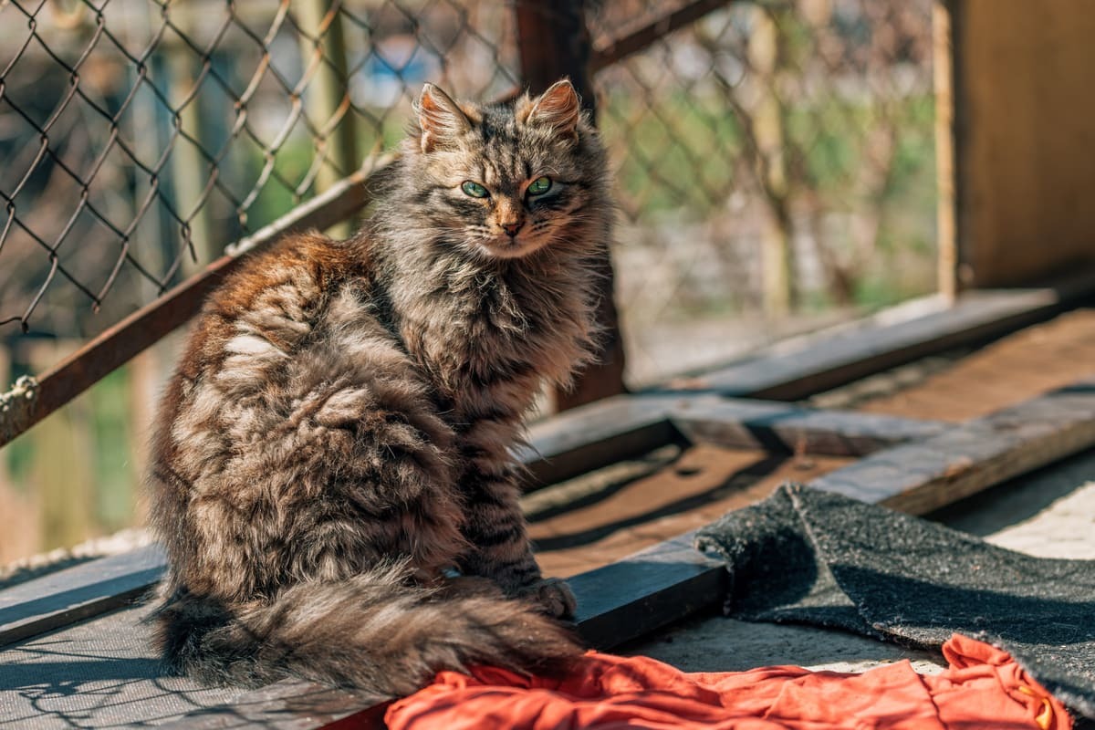 sokakta yaşayan uzun yeşil tüylü kedi