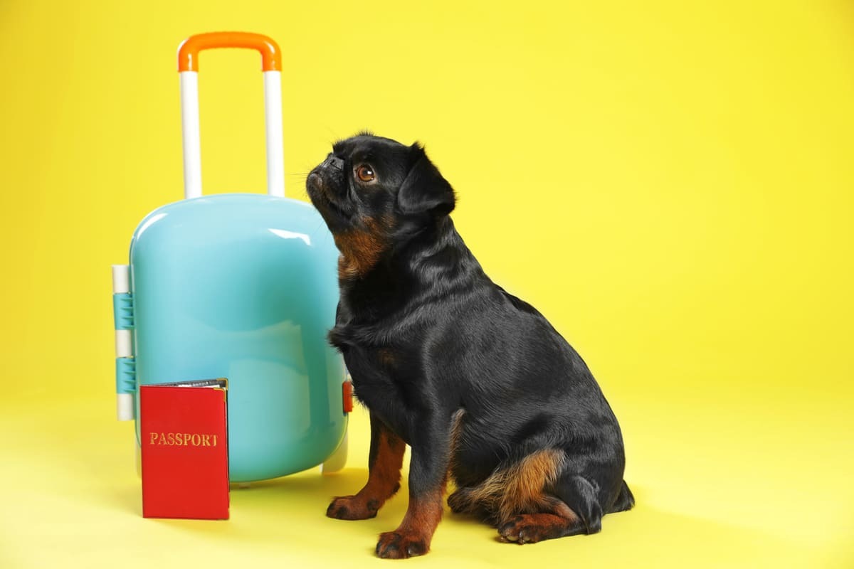 valizin yanında oturan büyük ırk köpek