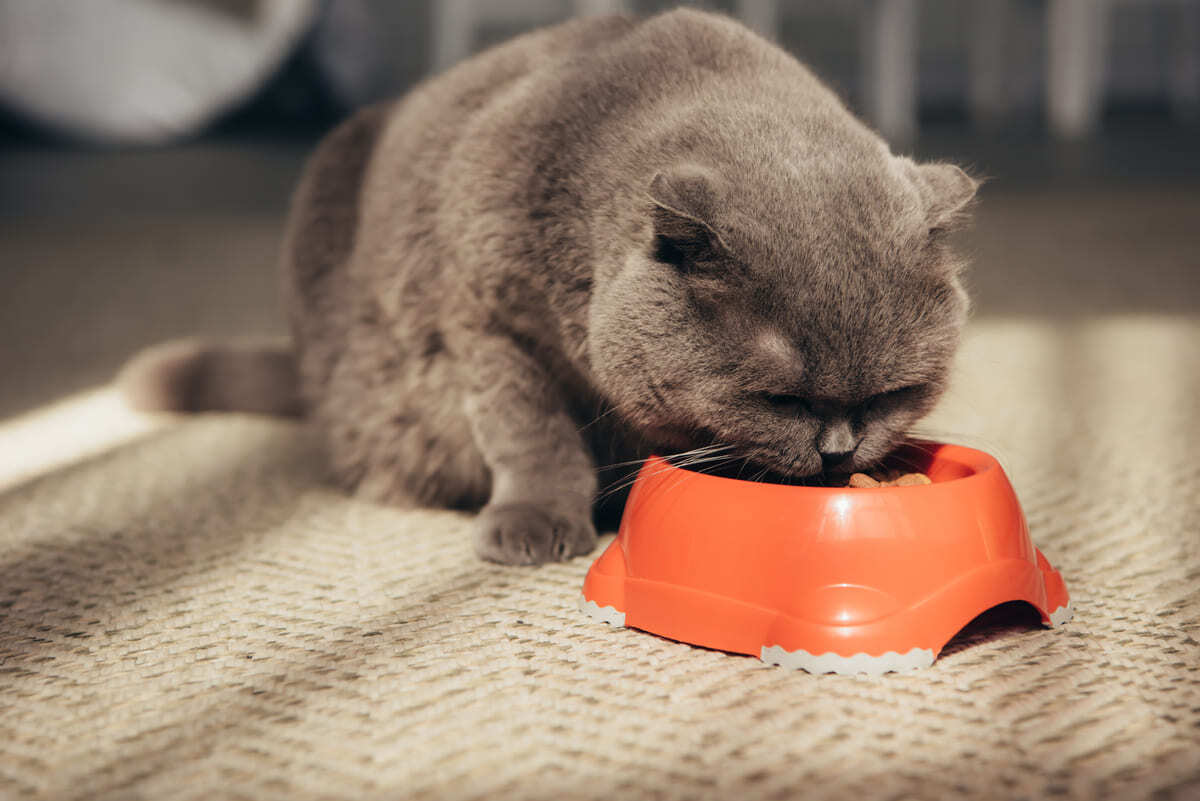 mama yiyen British Shorthair kedi