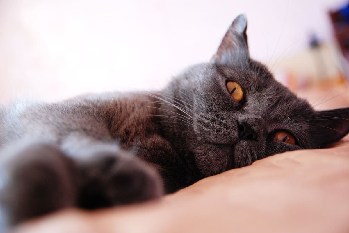 yerde yatan British Shorthair kedisi