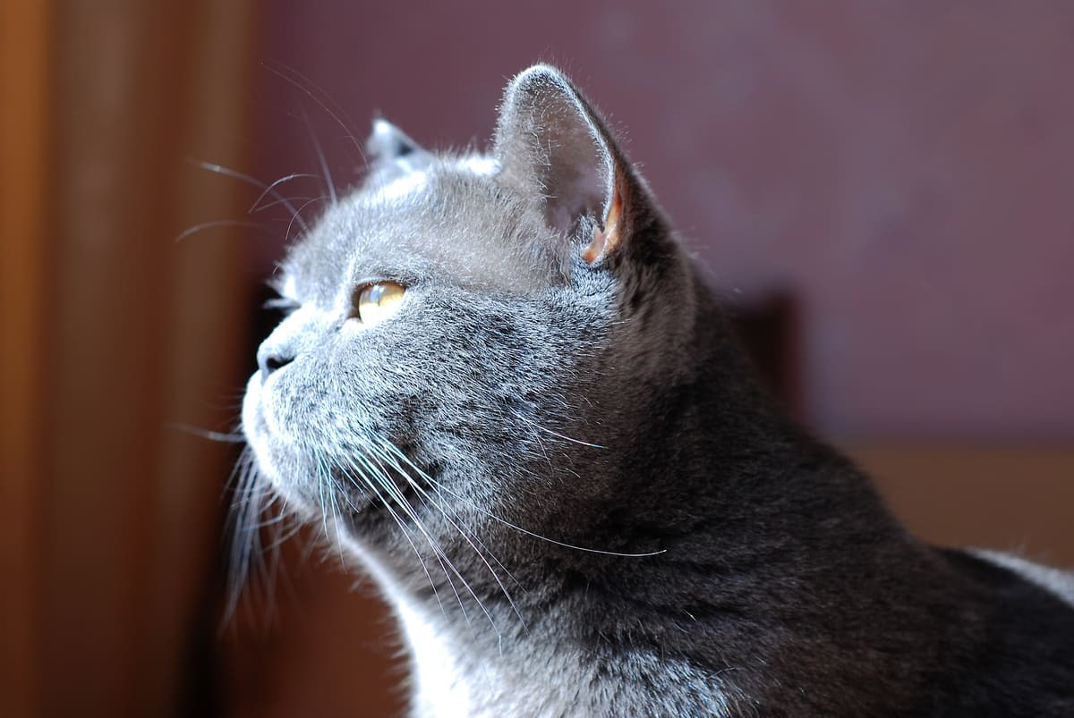 candan dışarı bakan British Shorthair kedisi