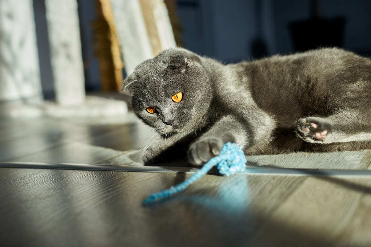oyuncağı ile oynayan British Shorthair kedisi
