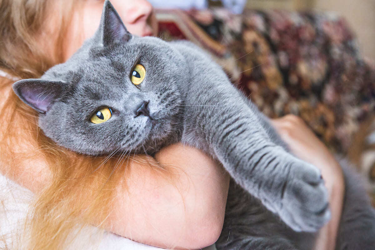 kucakta duran British Shorthair kedisi