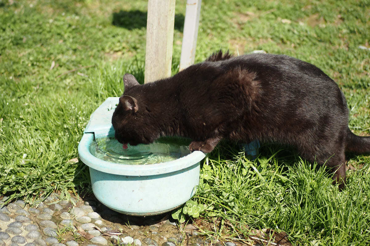 su içen kedi
