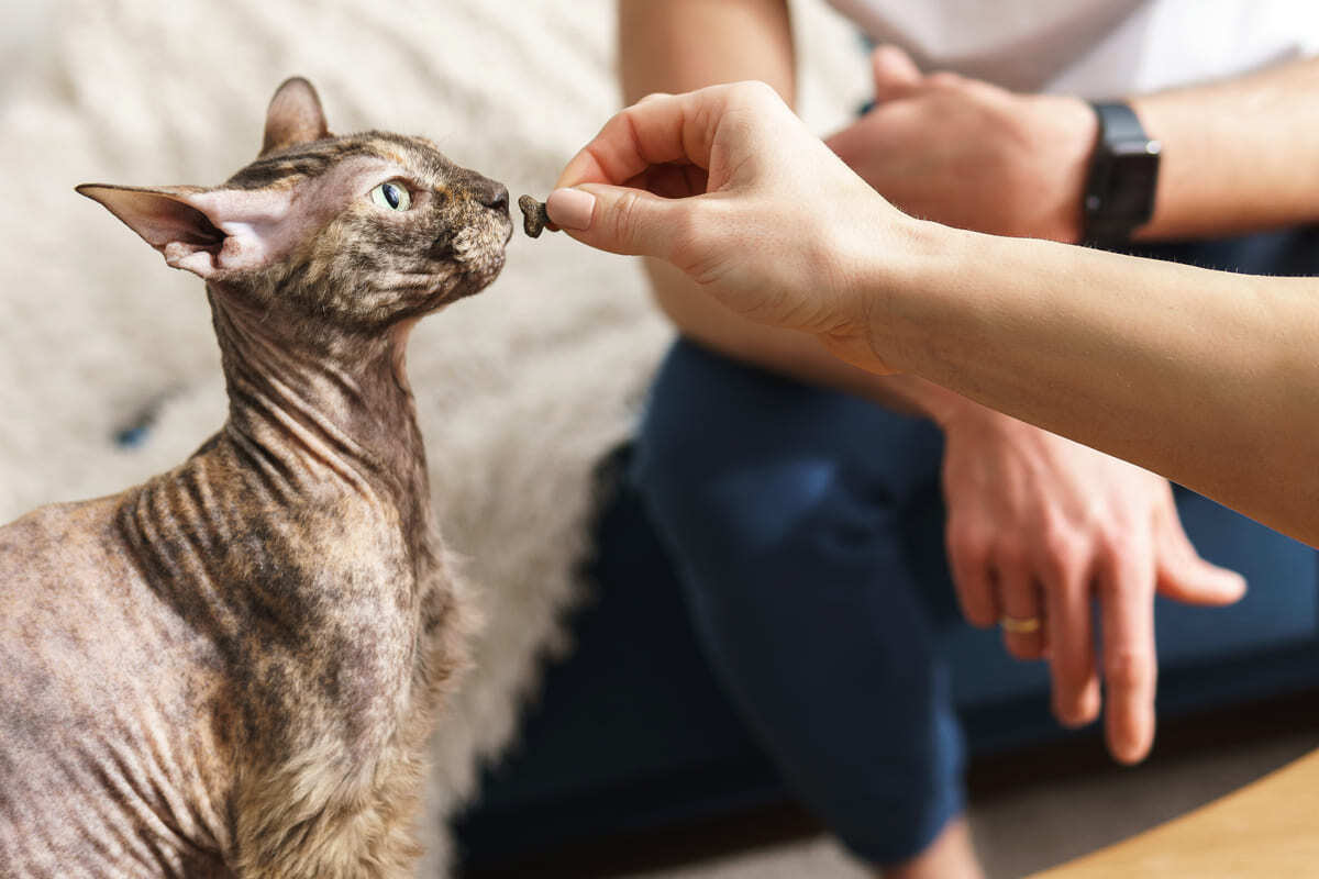 ödül maması yiyen kedi