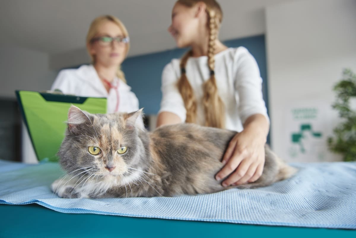 veteriner hekim tarafından rutin kontrolleri yapılan kedi