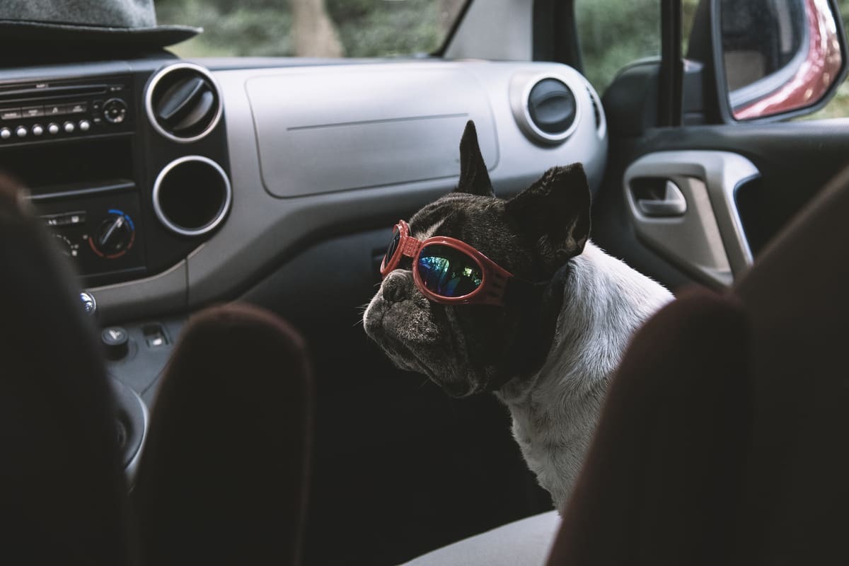 Taşıma kafesinde güvenle oturan köpek