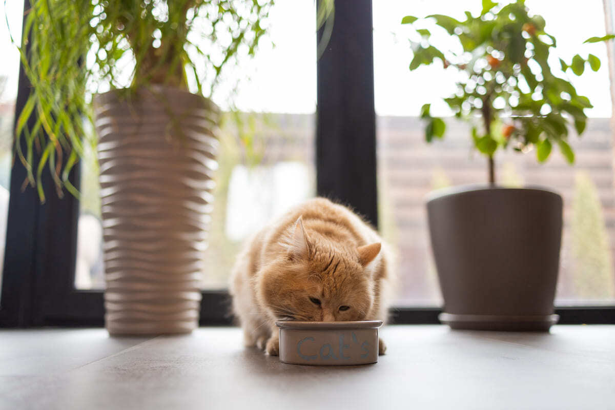 mama yiyen kedi