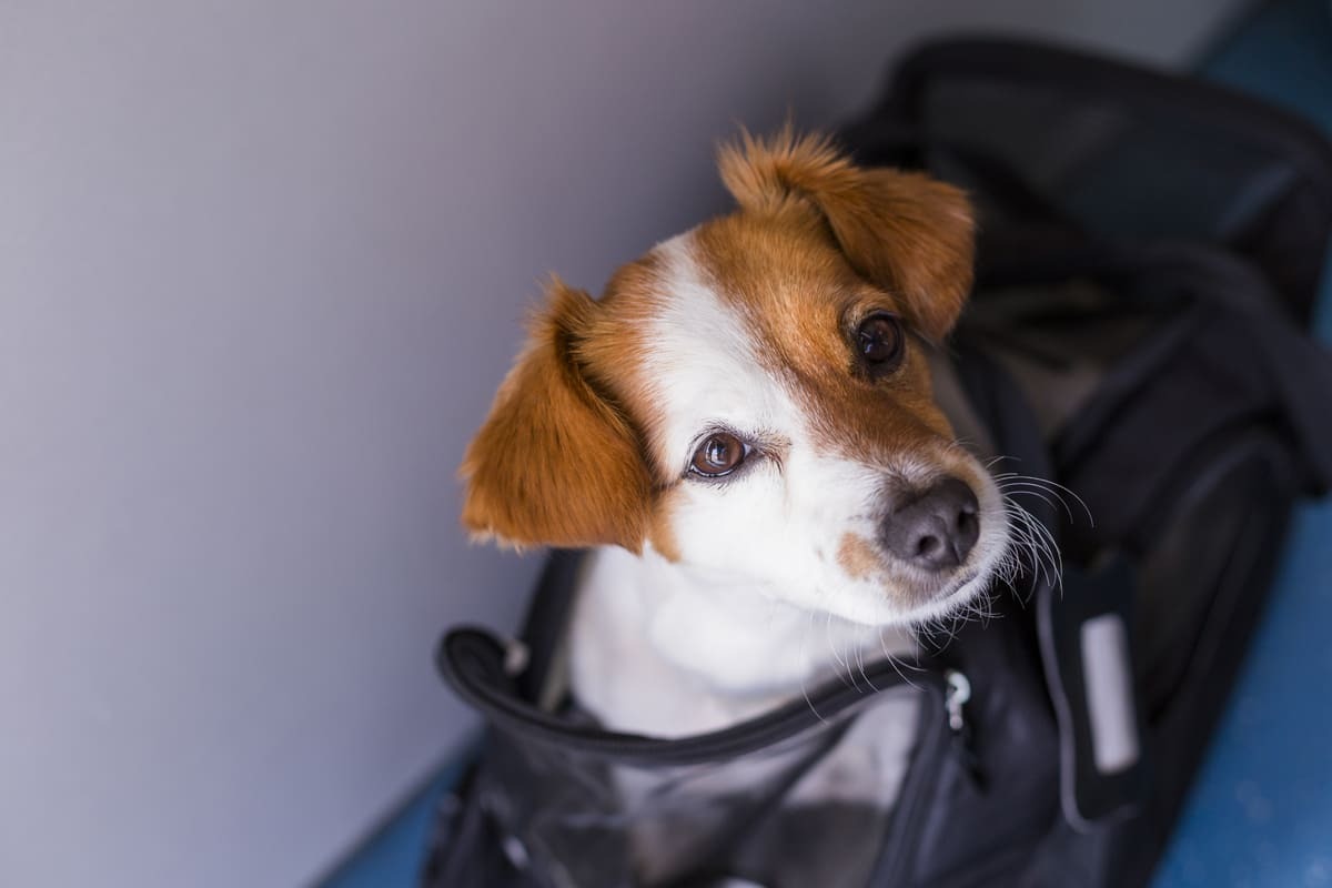 çantadan dışarı çıkan köpek