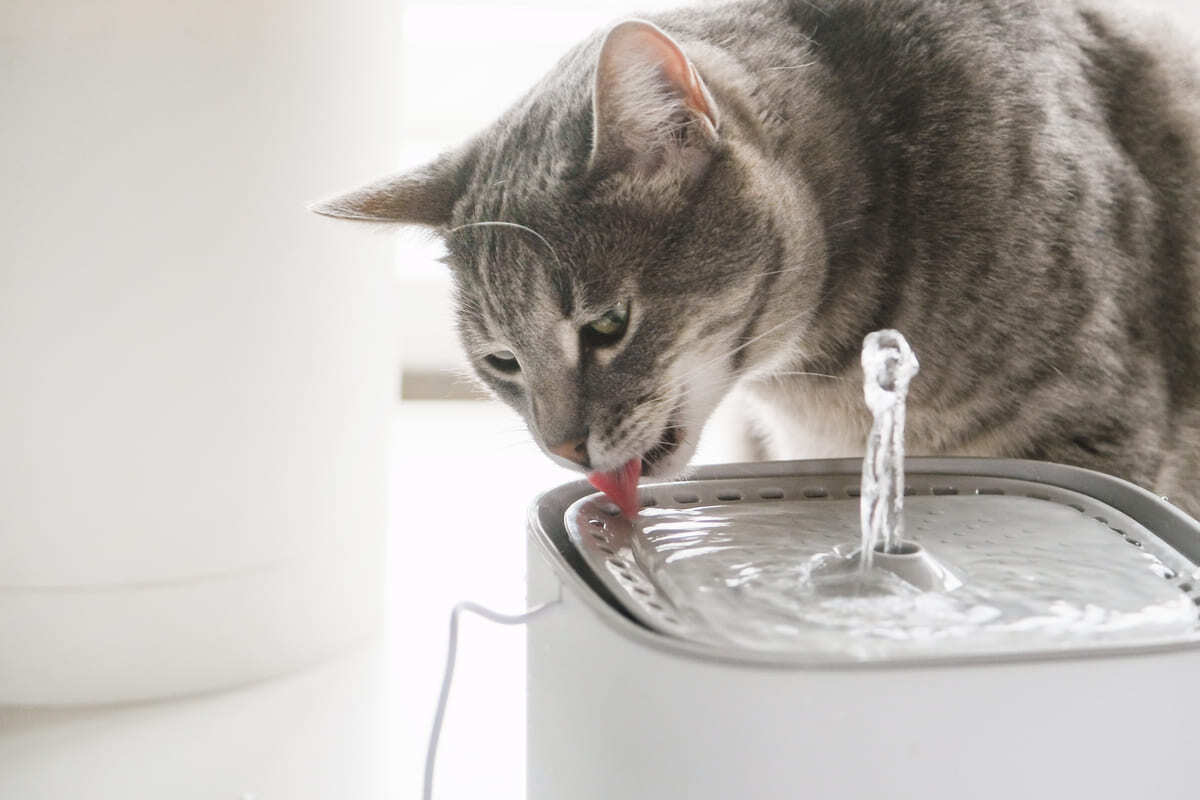 otomatik su kabından su içen kedi