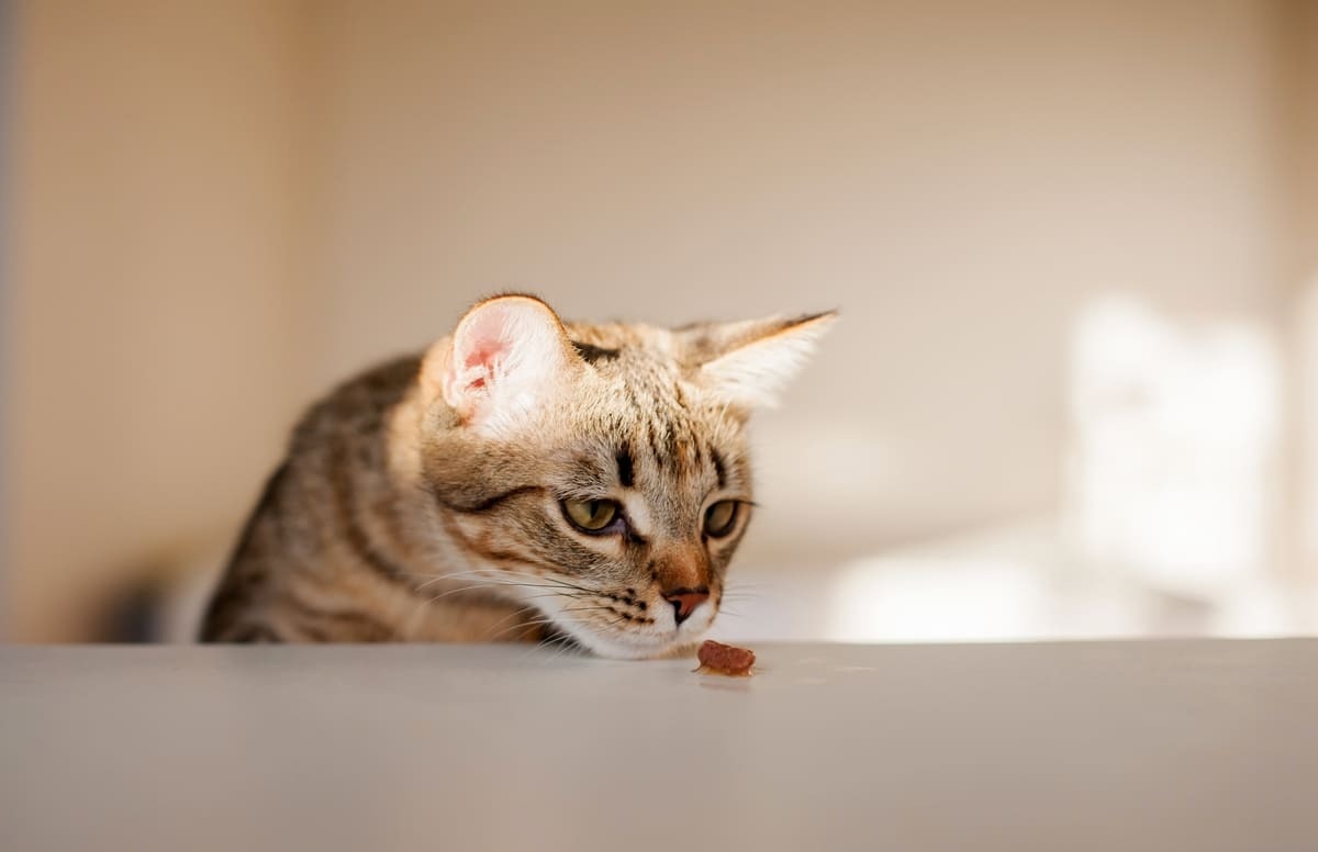 mamaya uzanan kedi