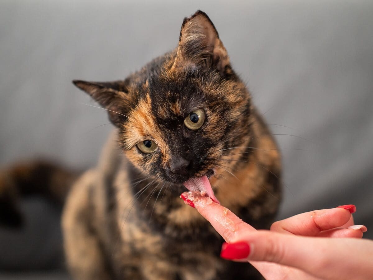 krema formunda ödül maması yalayan kedi