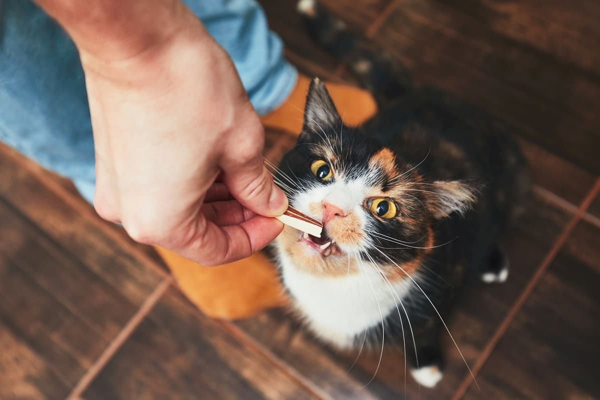 ödül mamasına uzanan calico kedi
