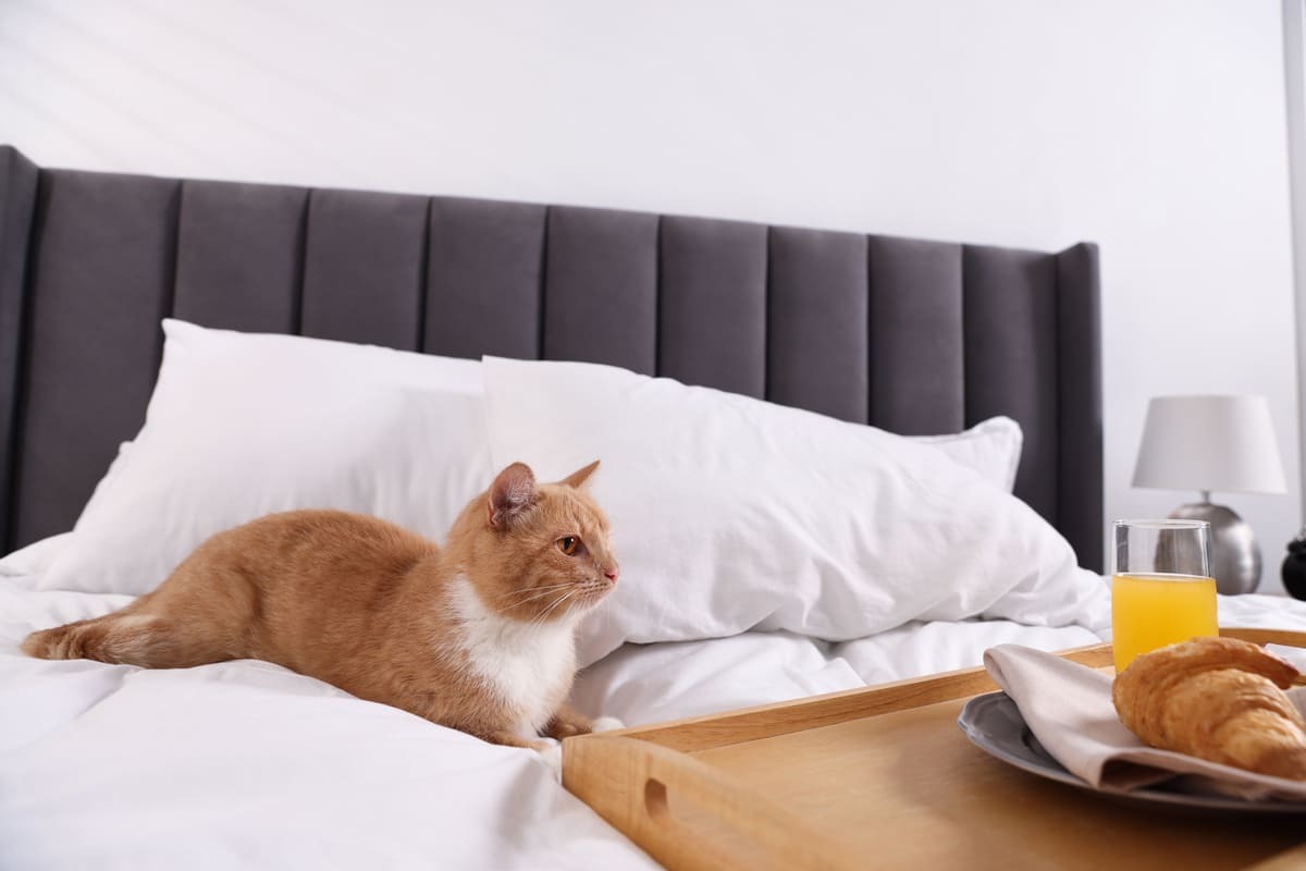 otel odasında zaman geçiren kedi