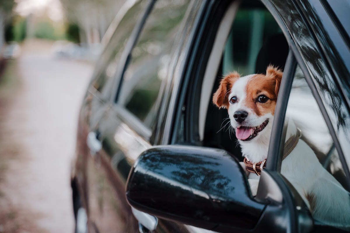 köpekle araba yolculuğunda mola verme