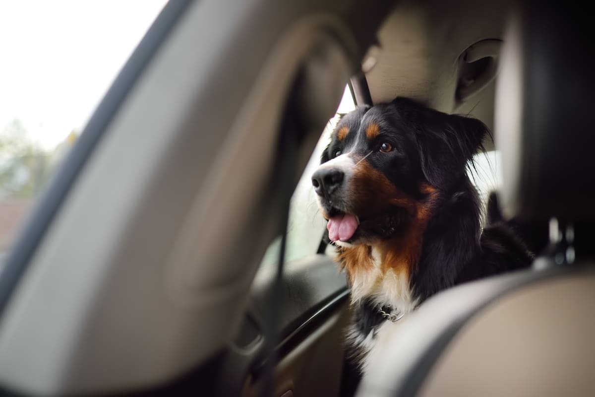 Arka koltuktan öne doğru bakan sakin bir köpek
