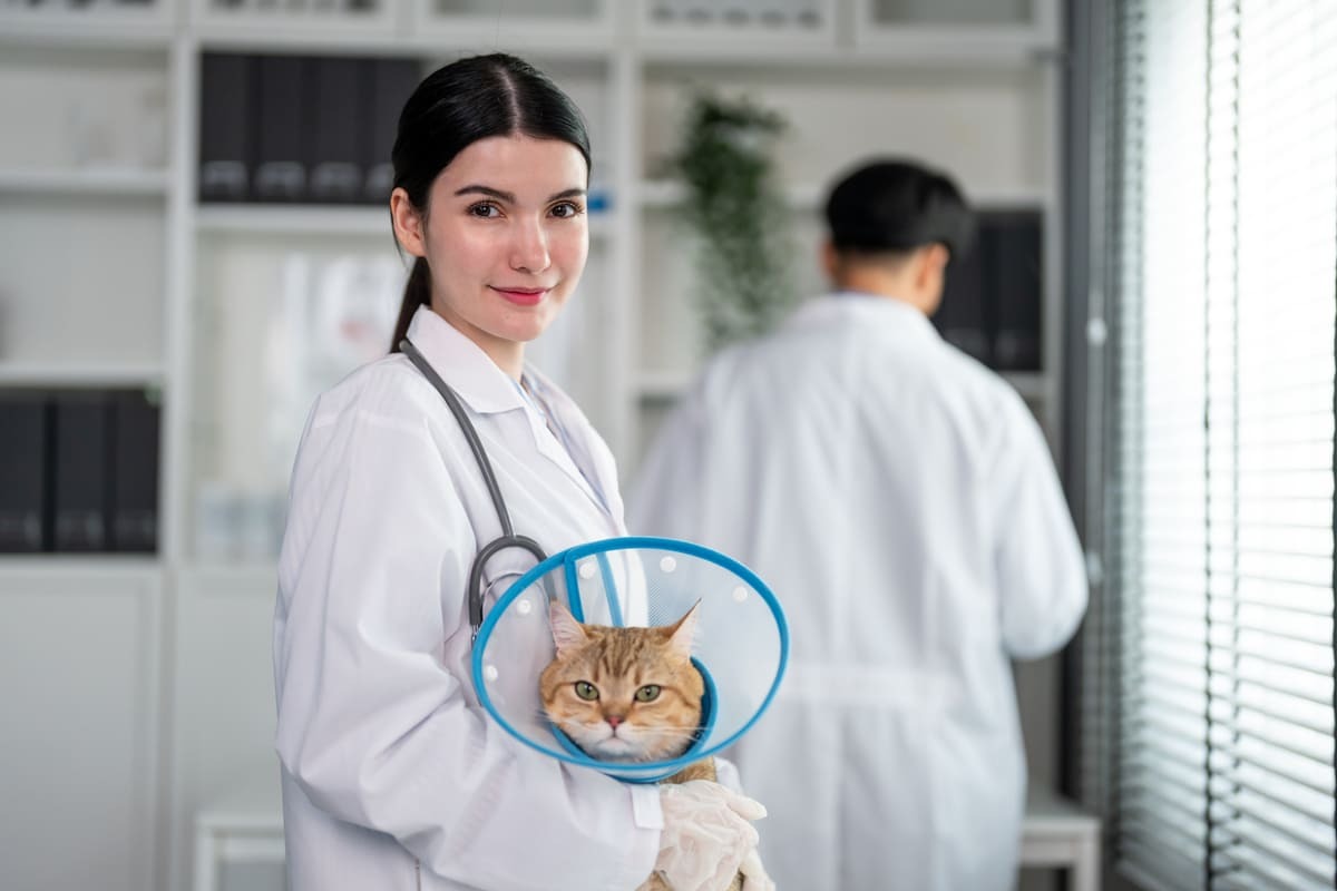 veteriner hekimin kucağında duran Elizabeth yakalığı takılı kedi