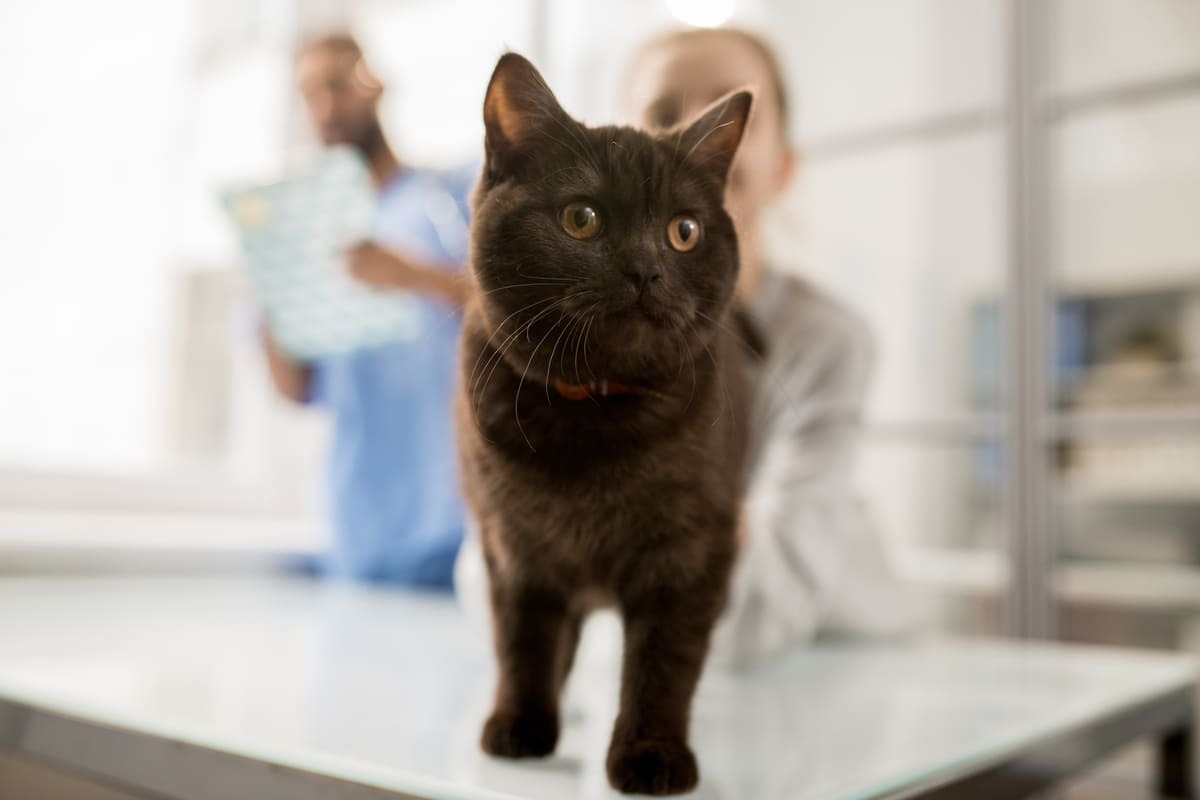 veteriner kliniğinde muayene masasında duran kedi