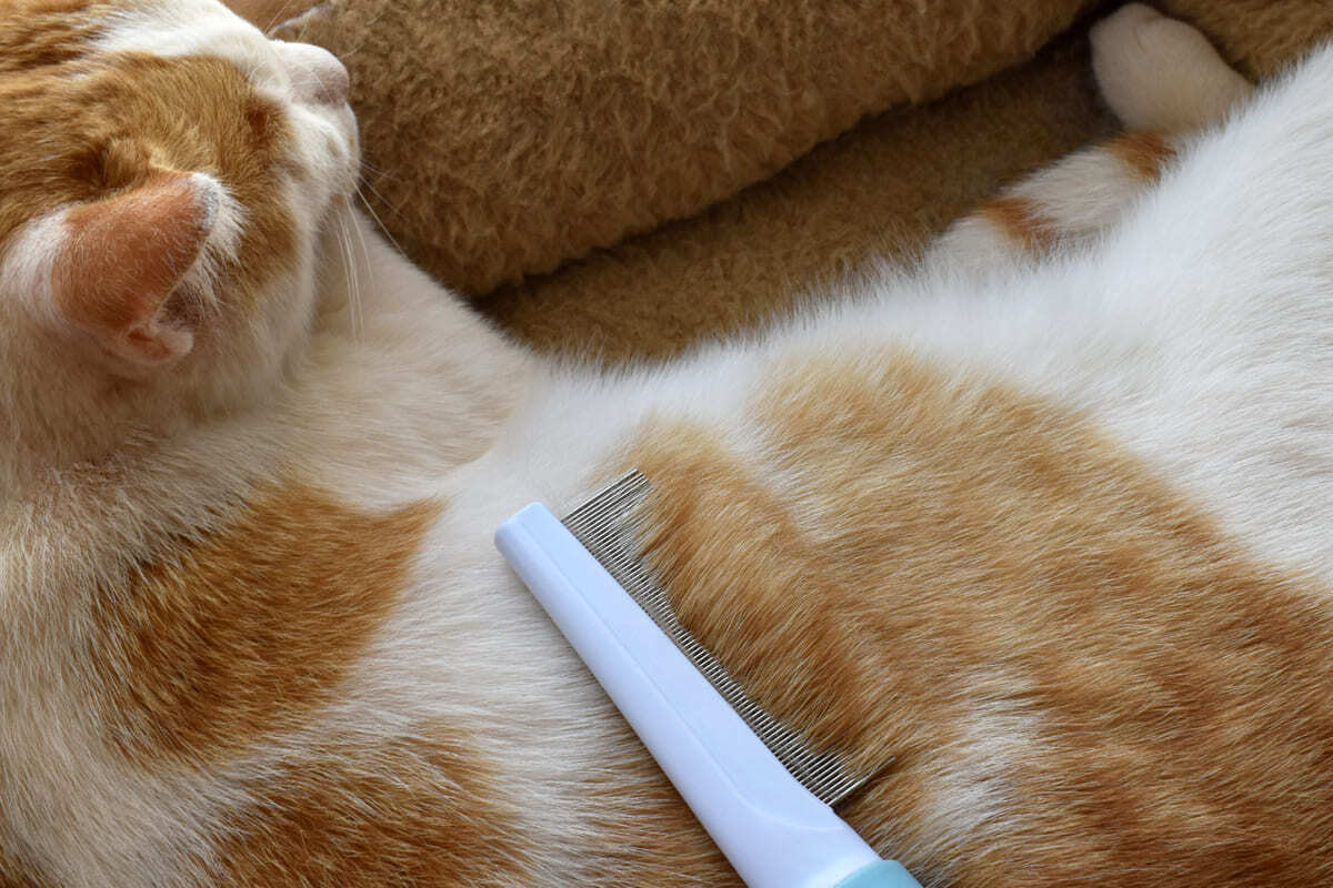 tüyleri sıkı dişli fırça ile taranan kedi