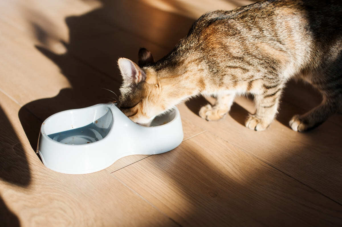 ikili mama ve su kabından su içen kedi