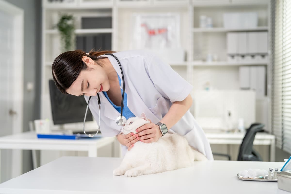 veteriner hekim tarafından muayene edilen kedi