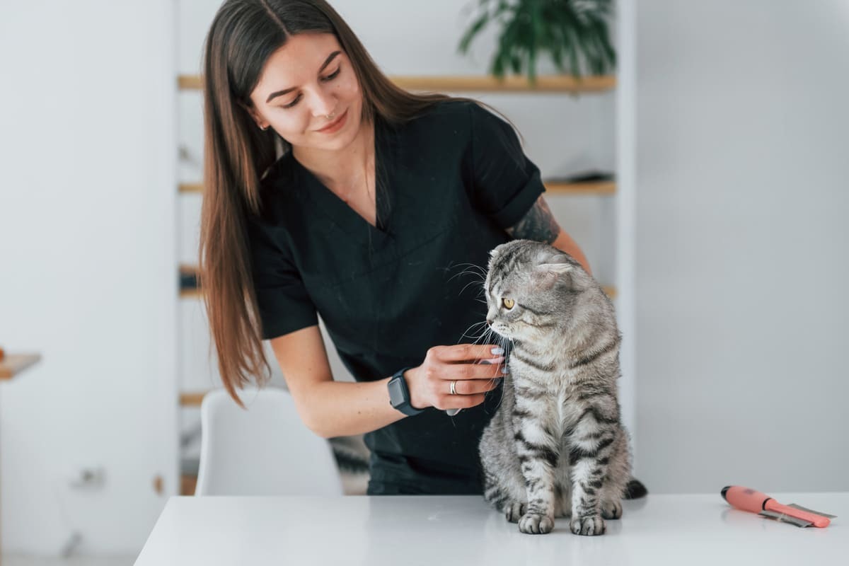 veteriner hekim tarafından muayene edilen Scottish Fold